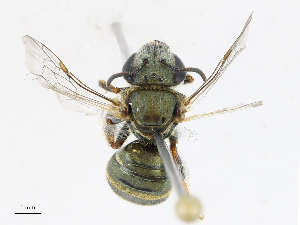  ( - CBG-A14968-D03)  @11 [ ] CreativeCommons - Attribution Share - Alike (2023) CBG Photography Group Centre for Biodiversity Genomics