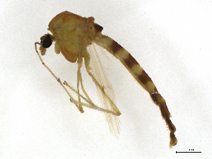  ( - CBG-A14982-H05)  @11 [ ] CreativeCommons - Attribution Share - Alike (2023) CBG Photography Group Centre for Biodiversity Genomics