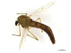  ( - CBG-A14982-H06)  @11 [ ] CreativeCommons - Attribution Share - Alike (2023) CBG Photography Group Centre for Biodiversity Genomics