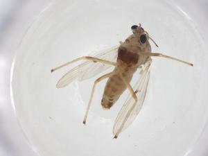  ( - CBG-A15714-B10)  @11 [ ] CreativeCommons - Attribution Share - Alike (2023) Centre for Biodiversity Genomics Centre for Biodiversity Genomics