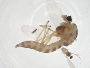  ( - CBG-A15714-B12)  @11 [ ] CreativeCommons - Attribution Share - Alike (2023) Centre for Biodiversity Genomics Centre for Biodiversity Genomics