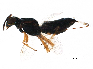  ( - BIOUG18290-H07)  @14 [ ] CreativeCommons - Attribution (2017) CBG Photography Group Centre for Biodiversity Genomics