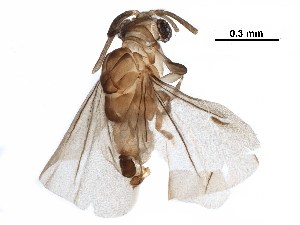  ( - BIOUG18431-A02)  @14 [ ] CreativeCommons - Attribution (2017) CBG Photography Group Centre for Biodiversity Genomics