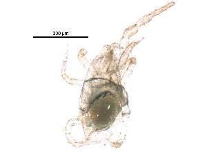  (Euseius sp. JCS04 - BIOUG18431-D06)  @13 [ ] CreativeCommons - Attribution (2015) CBG Photography Group Centre for Biodiversity Genomics