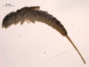  ( - BIOUG02690-G06)  @12 [ ] CreativeCommons - Attribution (2012) Gillian Martin Centre for Biodiversity Genomics
