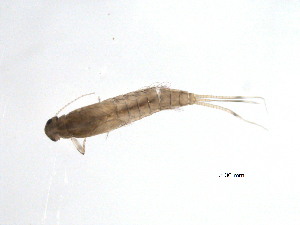  ( - BIOUG02701-C09)  @12 [ ] CreativeCommons - Attribution (2012) Gillian Martin Centre for Biodiversity Genomics