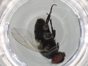  ( - BIOUG68159-B01)  @11 [ ] CreativeCommons - Attribution (2021) Centre for Biodiversity Genomics Centre for Biodiversity Genomics
