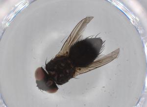  ( - BIOUG68506-C09)  @11 [ ] CreativeCommons - Attribution (2021) Centre for Biodiversity Genomics Centre for Biodiversity Genomics