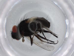 ( - BIOUG70927-B08)  @11 [ ] CreativeCommons - Attribution (2021) Centre for Biodiversity Genomics Centre for Biodiversity Genomics