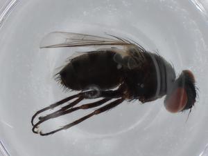  ( - BIOUG70927-H07)  @11 [ ] CreativeCommons - Attribution (2021) Centre for Biodiversity Genomics Centre for Biodiversity Genomics