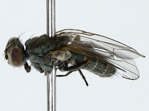  ( - BIOUG89963-F11)  @11 [ ] CreativeCommons - Attribution (2022) CBG Photography Group Centre for Biodiversity Genomics