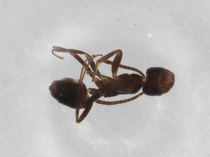  ( - BIOUG90849-C04)  @11 [ ] CreativeCommons - Attribution (2022) Centre for Biodiversity Genomics Centre for Biodiversity Genomics