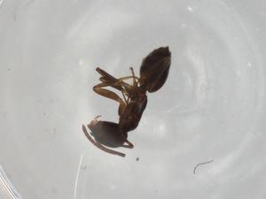  ( - BIOUG90849-H11)  @11 [ ] CreativeCommons - Attribution (2022) Centre for Biodiversity Genomics Centre for Biodiversity Genomics