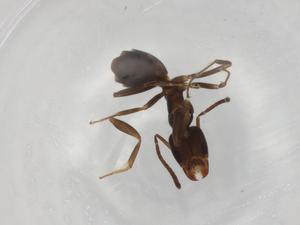  ( - BIOUG90851-B01)  @11 [ ] CreativeCommons - Attribution (2022) Centre for Biodiversity Genomics Centre for Biodiversity Genomics