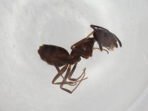  ( - BIOUG90861-A07)  @11 [ ] CreativeCommons - Attribution (2022) Centre for Biodiversity Genomics Centre for Biodiversity Genomics