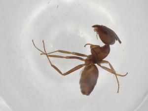  ( - BIOUG90867-A05)  @11 [ ] CreativeCommons - Attribution (2022) Centre for Biodiversity Genomics Centre for Biodiversity Genomics