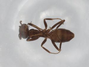  ( - BIOUG90867-F10)  @11 [ ] CreativeCommons - Attribution (2022) Centre for Biodiversity Genomics Centre for Biodiversity Genomics