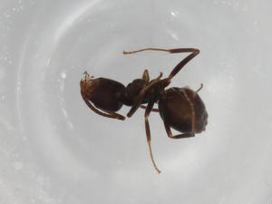  ( - BIOUG90869-A12)  @11 [ ] CreativeCommons - Attribution (2022) Centre for Biodiversity Genomics Centre for Biodiversity Genomics