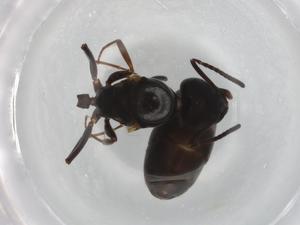  ( - BIOUG90876-F02)  @11 [ ] CreativeCommons - Attribution (2022) Centre for Biodiversity Genomics Centre for Biodiversity Genomics