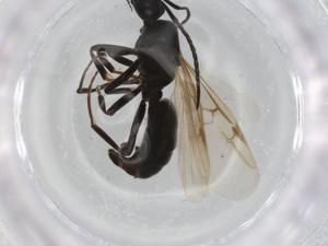  ( - BIOUG90883-F10)  @11 [ ] CreativeCommons - Attribution (2022) Centre for Biodiversity Genomics Centre for Biodiversity Genomics