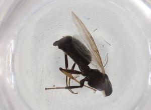  ( - BIOUG90885-E08)  @11 [ ] CreativeCommons - Attribution (2022) Centre for Biodiversity Genomics Centre for Biodiversity Genomics