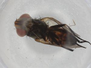  ( - BIOUG90888-F06)  @11 [ ] CreativeCommons - Attribution (2022) Centre for Biodiversity Genomics Centre for Biodiversity Genomics