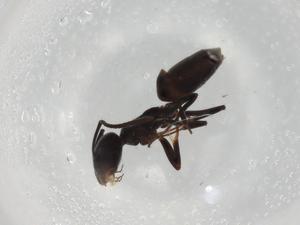  ( - BIOUG90889-G10)  @11 [ ] CreativeCommons - Attribution (2022) Centre for Biodiversity Genomics Centre for Biodiversity Genomics