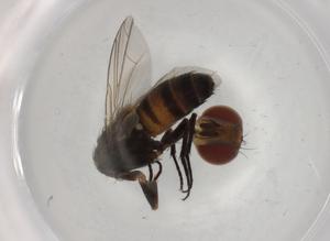  ( - BIOUG90906-A09)  @11 [ ] CreativeCommons - Attribution (2022) Centre for Biodiversity Genomics Centre for Biodiversity Genomics