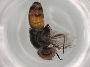  ( - BIOUG90910-H03)  @11 [ ] CreativeCommons - Attribution (2022) Centre for Biodiversity Genomics Centre for Biodiversity Genomics