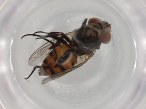  ( - BIOUG90913-G04)  @11 [ ] CreativeCommons - Attribution (2022) Centre for Biodiversity Genomics Centre for Biodiversity Genomics