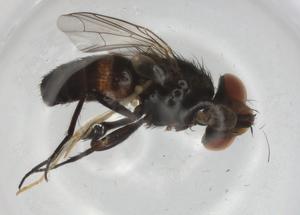  ( - BIOUG90915-B07)  @11 [ ] CreativeCommons - Attribution (2022) Centre for Biodiversity Genomics Centre for Biodiversity Genomics