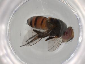  ( - BIOUG90918-H01)  @11 [ ] CreativeCommons - Attribution (2022) Centre for Biodiversity Genomics Centre for Biodiversity Genomics