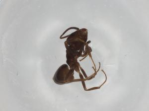  ( - BIOUG90922-B11)  @11 [ ] CreativeCommons - Attribution (2022) Centre for Biodiversity Genomics Centre for Biodiversity Genomics