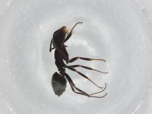  ( - BIOUG90923-C04)  @11 [ ] CreativeCommons - Attribution (2022) Centre for Biodiversity Genomics Centre for Biodiversity Genomics