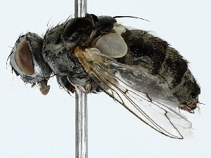  (Sarcotachina - BIOUG91417-F11)  @11 [ ] CreativeCommons - Attribution (2022) CBG Photography Group Centre for Biodiversity Genomics