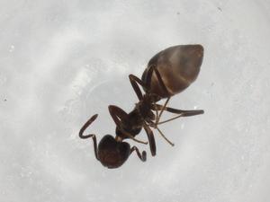  ( - BIOUG91786-B07)  @11 [ ] CreativeCommons - Attribution (2022) Centre for Biodiversity Genomics Centre for Biodiversity Genomics