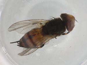  ( - BIOUG91789-A12)  @11 [ ] CreativeCommons - Attribution (2022) Centre for Biodiversity Genomics Centre for Biodiversity Genomics