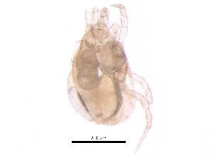  (Proprioseiopsis sp. JCS16 - BIOUG14335-C02)  @11 [ ] CreativeCommons - Attribution (2017) CBG Photography Group Centre for Biodiversity Genomics