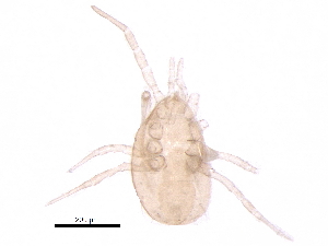  (Proprioseiopsis ismailiaensis - BIOUG14335-C06)  @11 [ ] CreativeCommons - Attribution (2017) CBG Photography Group Centre for Biodiversity Genomics
