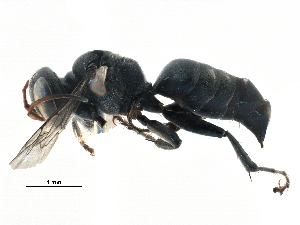  (Tachysphex brevipennis - BIOUG14331-E09)  @15 [ ] CreativeCommons - Attribution (2015) CBG Photography Group Centre for Biodiversity Genomics