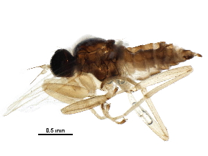  ( - BIOUG15301-G10)  @11 [ ] CreativeCommons - Attribution (2017) CBG Photography Group Centre for Biodiversity Genomics