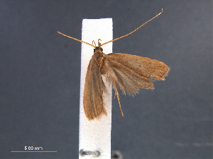  (Lecithocera chersitis - SL0397)  @13 [ ] CreativeCommons - Attribution Non-Commercial Share-Alike (2011) Sangmi Lee Mississippi Entomological Museum