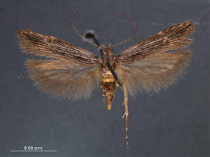  (Prolita rectistrigella - SL0413)  @14 [ ] CreativeCommons - Attribution Non-Commercial Share-Alike (2011) Sangmi Lee Mississippi Entomological Museum