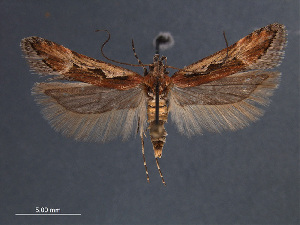  (Prolita invariabilis - SL0414)  @13 [ ] CreativeCommons - Attribution Non-Commercial Share-Alike (2011) Sangmi Lee Mississippi Entomological Museum