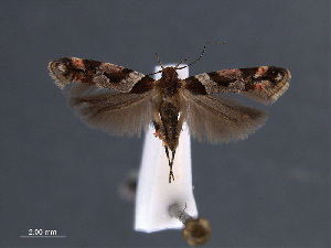  (Aristotelia penicillata - SL0427)  @12 [ ] CreativeCommons - Attribution Non-Commercial Share-Alike (2011) Sangmi Lee Mississippi Entomological Museum