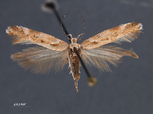  (Aristotelia sp - SL0430)  @14 [ ] CreativeCommons - Attribution Non-Commercial Share-Alike (2011) Sangmi Lee Mississippi Entomological Museum