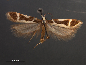  (Aroga paulella - SL0433)  @14 [ ] CreativeCommons - Attribution Non-Commercial Share-Alike (2011) Sangmi Lee Mississippi Entomological Museum