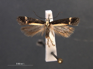  (Aroga sp - SL0437)  @13 [ ] CreativeCommons - Attribution Non-Commercial Share-Alike (2011) Sangmi Lee Mississippi Entomological Museum