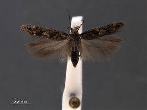  ( - SL0450)  @13 [ ] CreativeCommons - Attribution Non-Commercial Share-Alike (2011) Sangmi Lee Mississippi Entomological Museum