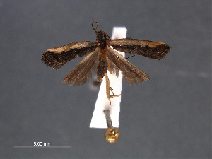  (Dichomeris imitata - SL0475)  @12 [ ] CreativeCommons - Attribution Non-Commercial Share-Alike (2011) Sangmi Lee Mississippi Entomological Museum